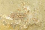 Unprepared, Miocene Fossil Echinoderm - Taza, Morocco #174370-1